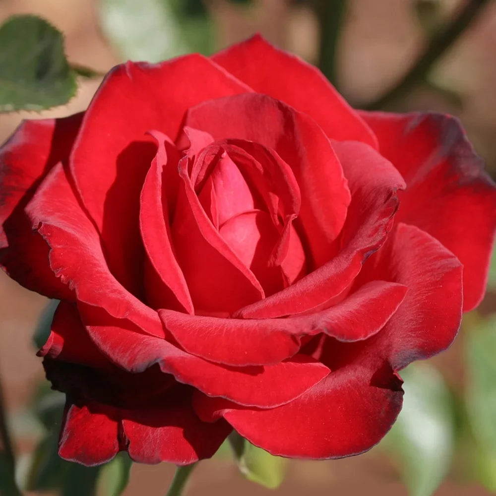 Black Tea Rose One Heirloom Own-Root by Gallon Roses Beauty® Hybrid