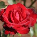 Black Tea Rose One Heirloom Own-Root by Gallon Roses Beauty® Hybrid