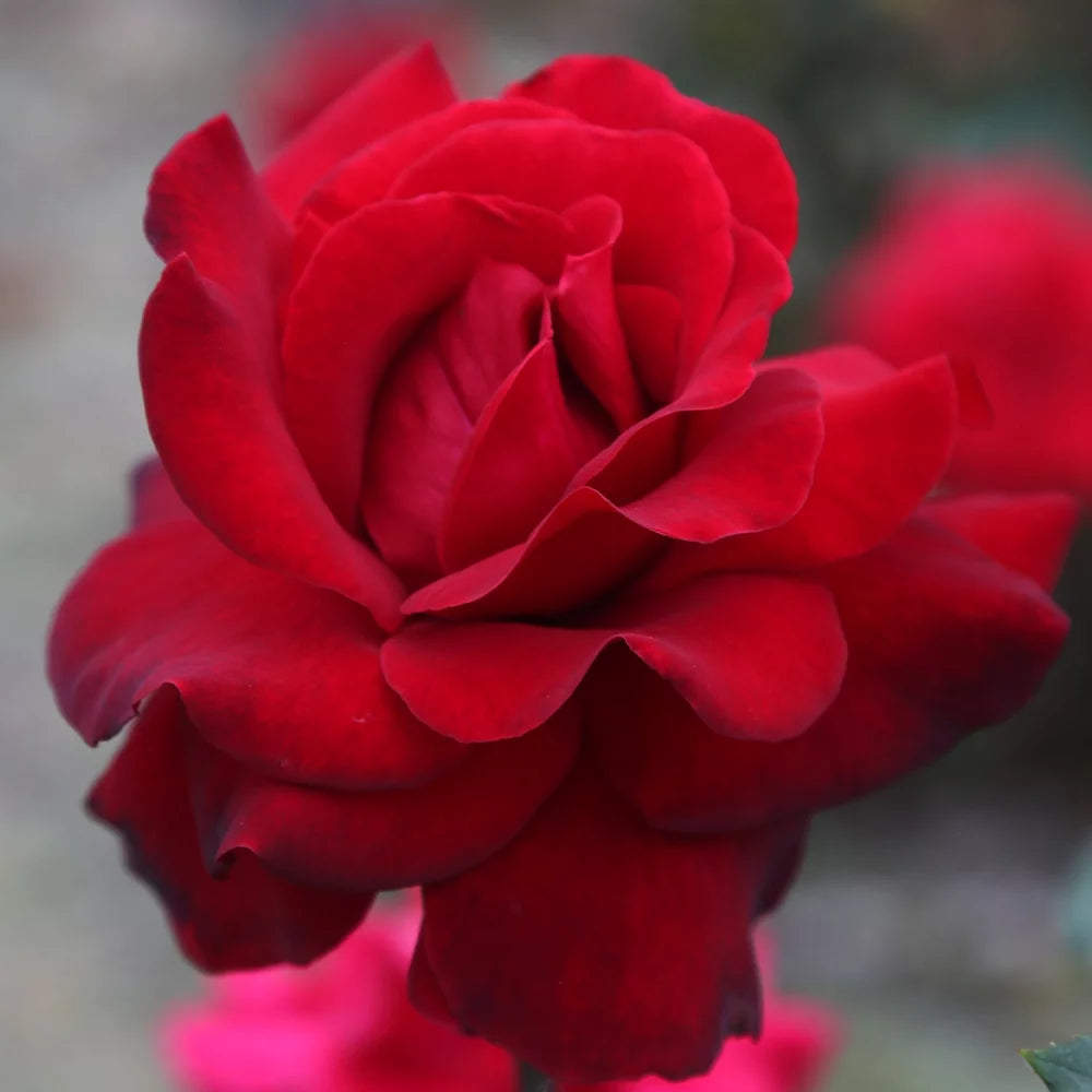 Black Tea Rose One Heirloom Own-Root by Gallon Roses Beauty® Hybrid