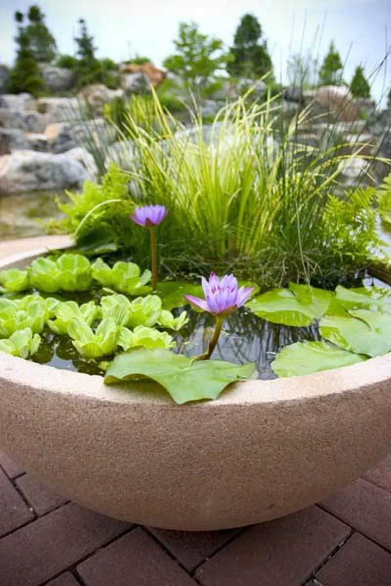 and Pond Premium Gardens Live Liquid riums Plants 5 Lettuce Easy for Floating Liquid -